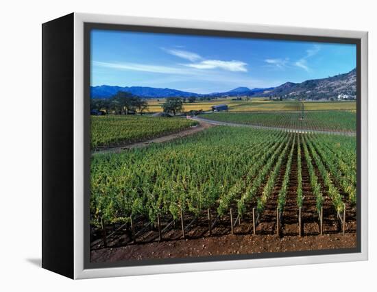 Vineyards along the Silverado Trail, Miner Family Winery, Oakville, Napa Valley, California-Karen Muschenetz-Framed Premier Image Canvas