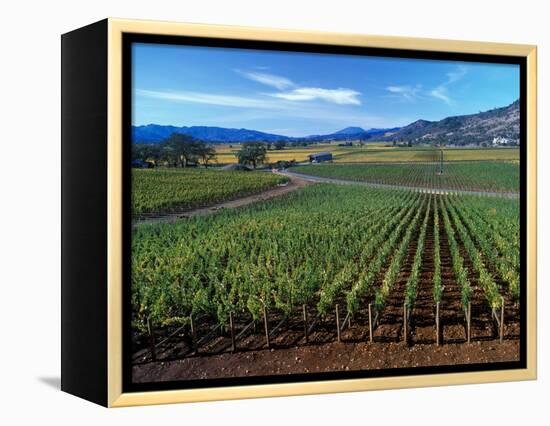 Vineyards along the Silverado Trail, Miner Family Winery, Oakville, Napa Valley, California-Karen Muschenetz-Framed Premier Image Canvas