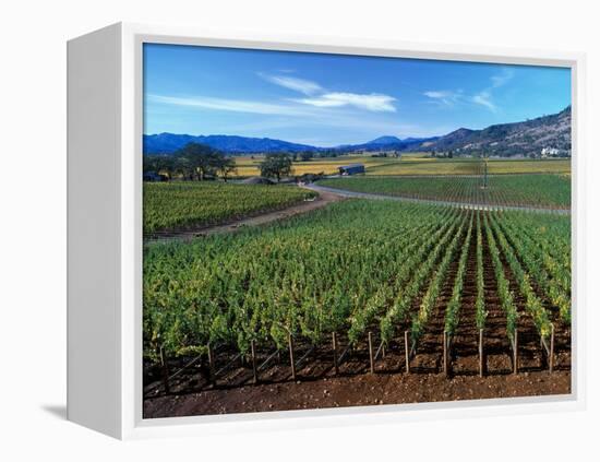 Vineyards along the Silverado Trail, Miner Family Winery, Oakville, Napa Valley, California-Karen Muschenetz-Framed Premier Image Canvas