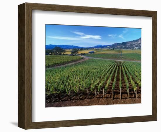 Vineyards along the Silverado Trail, Miner Family Winery, Oakville, Napa Valley, California-Karen Muschenetz-Framed Photographic Print