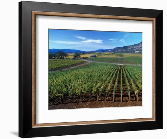 Vineyards along the Silverado Trail, Miner Family Winery, Oakville, Napa Valley, California-Karen Muschenetz-Framed Photographic Print