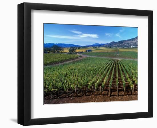 Vineyards along the Silverado Trail, Miner Family Winery, Oakville, Napa Valley, California-Karen Muschenetz-Framed Photographic Print