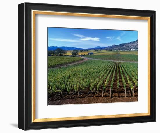 Vineyards along the Silverado Trail, Miner Family Winery, Oakville, Napa Valley, California-Karen Muschenetz-Framed Photographic Print