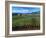 Vineyards along the Silverado Trail, Miner Family Winery, Oakville, Napa Valley, California-Karen Muschenetz-Framed Photographic Print