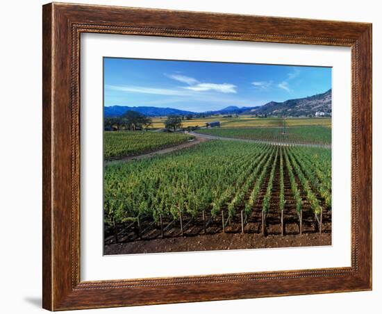 Vineyards along the Silverado Trail, Miner Family Winery, Oakville, Napa Valley, California-Karen Muschenetz-Framed Photographic Print