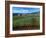 Vineyards along the Silverado Trail, Miner Family Winery, Oakville, Napa Valley, California-Karen Muschenetz-Framed Photographic Print