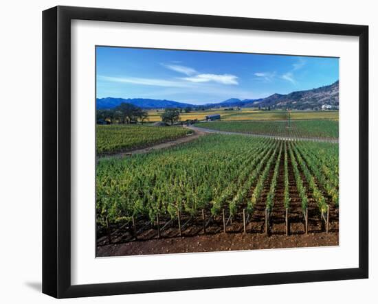 Vineyards along the Silverado Trail, Miner Family Winery, Oakville, Napa Valley, California-Karen Muschenetz-Framed Photographic Print