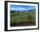 Vineyards along the Silverado Trail, Miner Family Winery, Oakville, Napa Valley, California-Karen Muschenetz-Framed Photographic Print