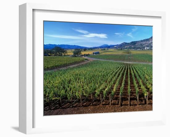 Vineyards along the Silverado Trail, Miner Family Winery, Oakville, Napa Valley, California-Karen Muschenetz-Framed Photographic Print