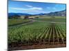 Vineyards along the Silverado Trail, Miner Family Winery, Oakville, Napa Valley, California-Karen Muschenetz-Mounted Photographic Print