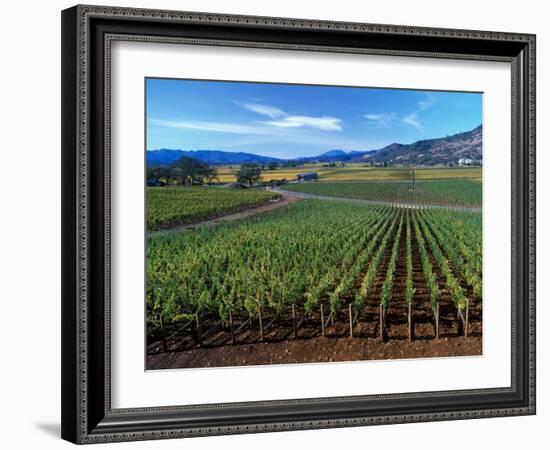 Vineyards along the Silverado Trail, Miner Family Winery, Oakville, Napa Valley, California-Karen Muschenetz-Framed Photographic Print