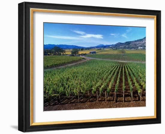 Vineyards along the Silverado Trail, Miner Family Winery, Oakville, Napa Valley, California-Karen Muschenetz-Framed Photographic Print