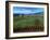 Vineyards along the Silverado Trail, Miner Family Winery, Oakville, Napa Valley, California-Karen Muschenetz-Framed Photographic Print