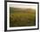 Vineyards and Ancient Monastery, Badia a Passignano, Greve, Chianti Classico, Tuscany, Italy-Michael Newton-Framed Photographic Print