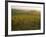 Vineyards and Ancient Monastery, Badia a Passignano, Greve, Chianti Classico, Tuscany, Italy-Michael Newton-Framed Photographic Print