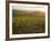 Vineyards and Ancient Monastery, Badia a Passignano, Greve, Chianti Classico, Tuscany, Italy-Michael Newton-Framed Photographic Print