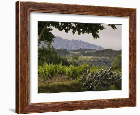 Vineyards and Cactus with Montserrat Mountain, Catalunya, Spain-Janis Miglavs-Framed Photographic Print