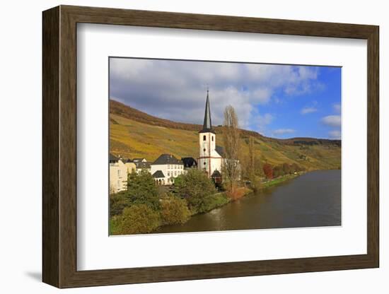 Vineyards and church near Piesport, Moselle Valley, Rhineland-Palatinate, Germany, Europe-Hans-Peter Merten-Framed Photographic Print