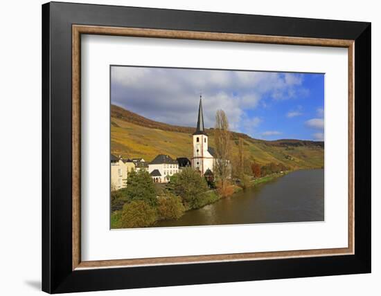 Vineyards and church near Piesport, Moselle Valley, Rhineland-Palatinate, Germany, Europe-Hans-Peter Merten-Framed Photographic Print