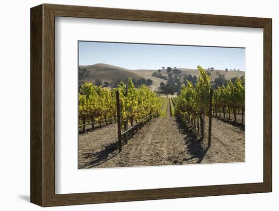 Vineyards and Hills-Stuart Black-Framed Photographic Print