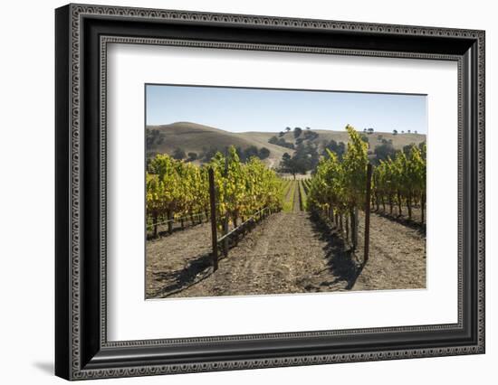 Vineyards and Hills-Stuart Black-Framed Photographic Print