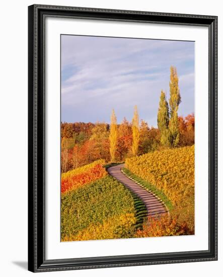 Vineyards and poplars in autumn-Herbert Kehrer-Framed Photographic Print