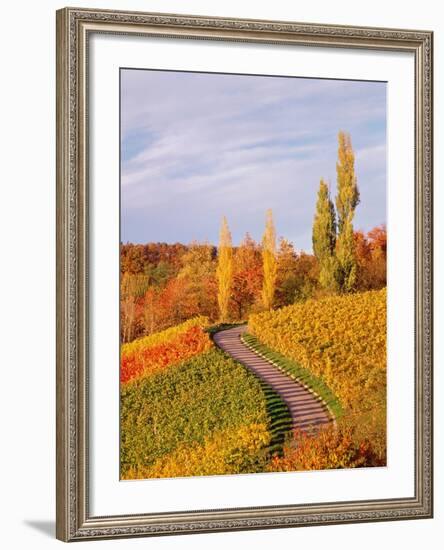 Vineyards and poplars in autumn-Herbert Kehrer-Framed Photographic Print