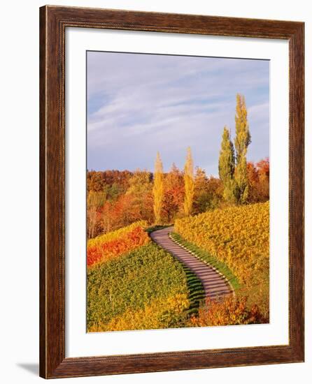 Vineyards and poplars in autumn-Herbert Kehrer-Framed Photographic Print