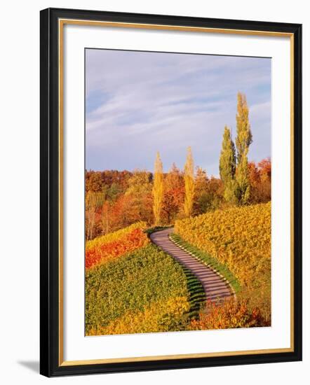 Vineyards and poplars in autumn-Herbert Kehrer-Framed Photographic Print