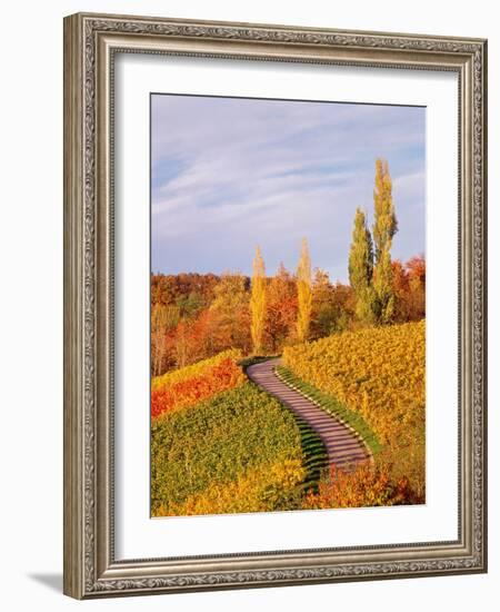 Vineyards and poplars in autumn-Herbert Kehrer-Framed Photographic Print