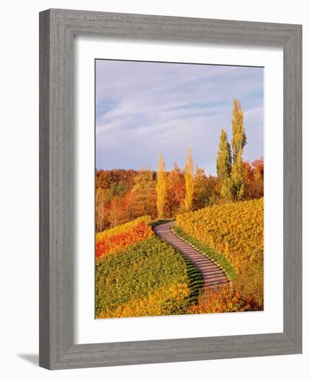 Vineyards and poplars in autumn-Herbert Kehrer-Framed Photographic Print