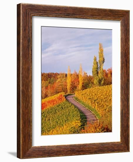 Vineyards and poplars in autumn-Herbert Kehrer-Framed Photographic Print