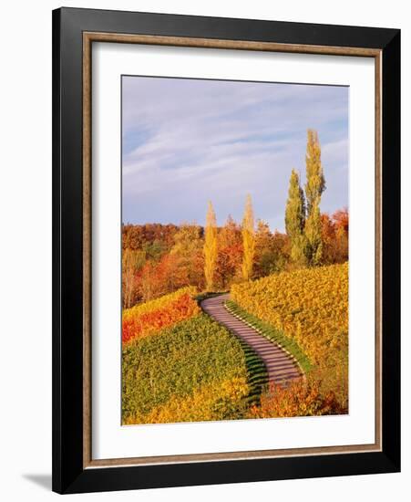 Vineyards and poplars in autumn-Herbert Kehrer-Framed Photographic Print