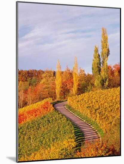 Vineyards and poplars in autumn-Herbert Kehrer-Mounted Photographic Print