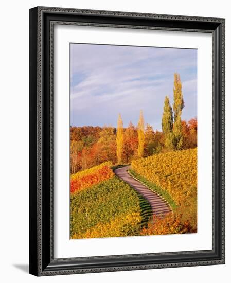 Vineyards and poplars in autumn-Herbert Kehrer-Framed Photographic Print