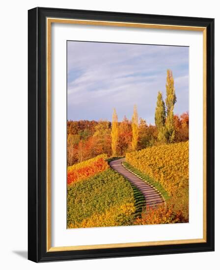 Vineyards and poplars in autumn-Herbert Kehrer-Framed Photographic Print