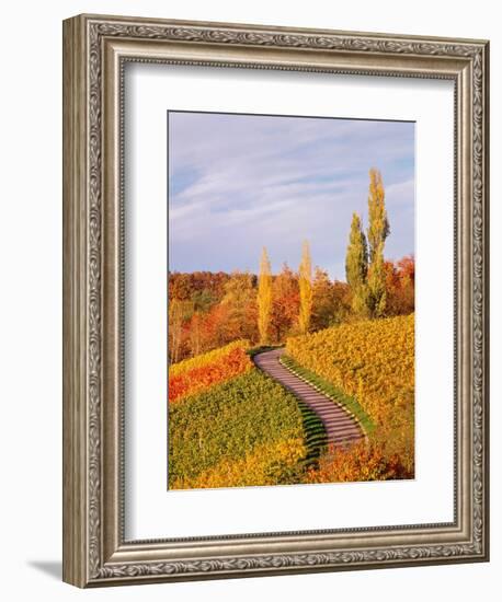 Vineyards and poplars in autumn-Herbert Kehrer-Framed Photographic Print