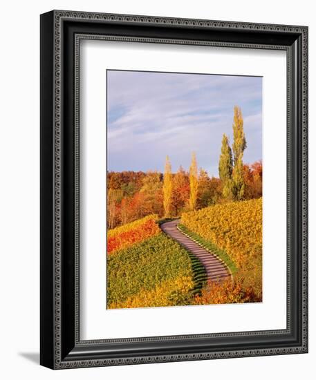 Vineyards and poplars in autumn-Herbert Kehrer-Framed Photographic Print