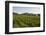 Vineyards and Stift Gottfried, Krems, Wachau, Austria-Charles Bowman-Framed Photographic Print