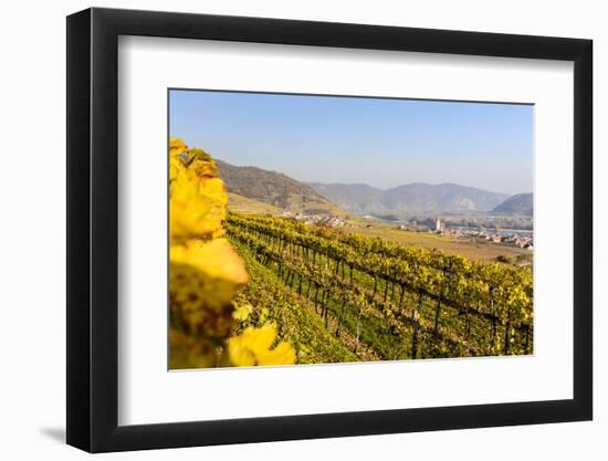 Vineyards and View at Wei�nkirchen and the Danube, Austria-Volker Preusser-Framed Photographic Print