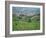 Vineyards Around Dogliani, the Langhe, Piedmont, Italy-Sheila Terry-Framed Photographic Print