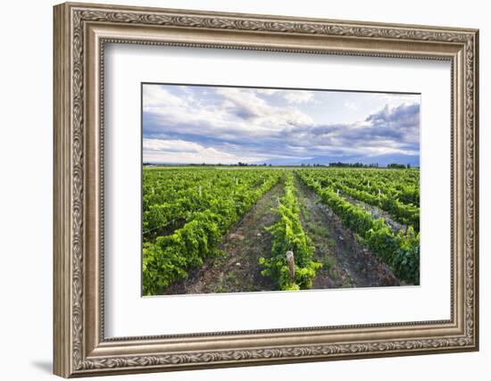 Vineyards at Bodega La Azul, a Wine Region in Mendoza Province, Argentina-Matthew Williams-Ellis-Framed Photographic Print