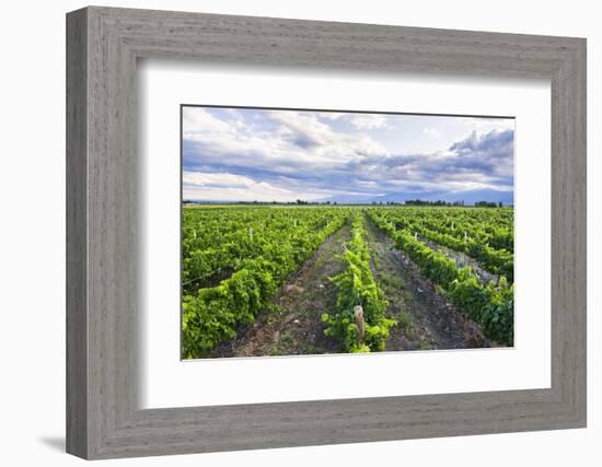 Vineyards at Bodega La Azul, a Wine Region in Mendoza Province, Argentina-Matthew Williams-Ellis-Framed Photographic Print