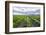 Vineyards at Bodega La Azul, a Wine Region in Mendoza Province, Argentina-Matthew Williams-Ellis-Framed Photographic Print