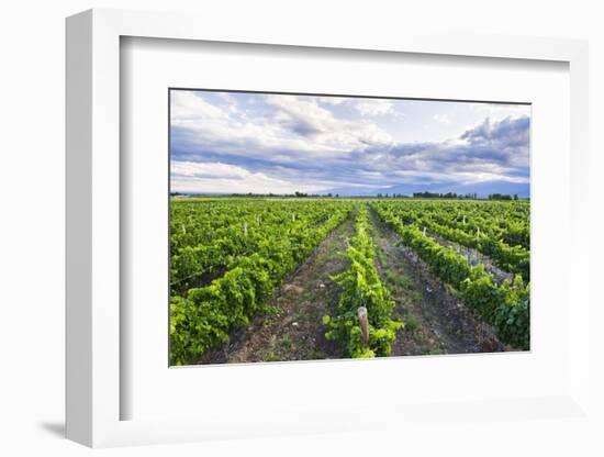 Vineyards at Bodega La Azul, a Wine Region in Mendoza Province, Argentina-Matthew Williams-Ellis-Framed Photographic Print