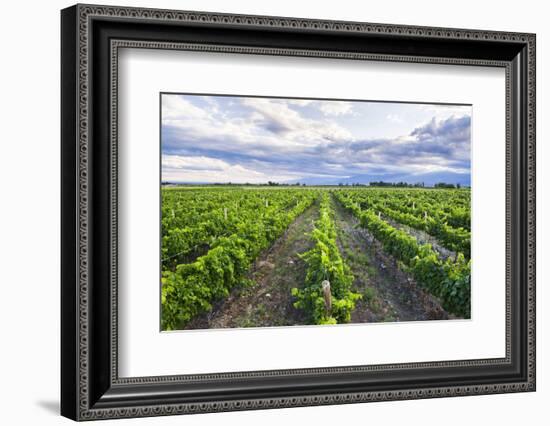 Vineyards at Bodega La Azul, a Wine Region in Mendoza Province, Argentina-Matthew Williams-Ellis-Framed Photographic Print