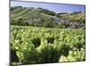 Vineyards at Bue, Near Sancerre, Loire Centre, France-Michael Busselle-Mounted Photographic Print