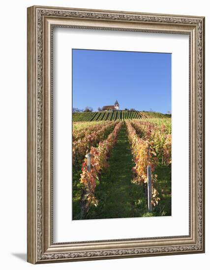 Vineyards at Michaelsberg Mountain with Michaelskirche Church-Markus-Framed Photographic Print