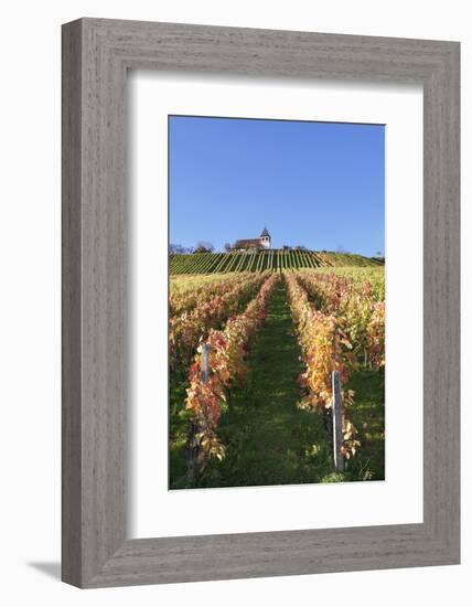 Vineyards at Michaelsberg Mountain with Michaelskirche Church-Markus-Framed Photographic Print