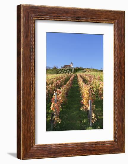 Vineyards at Michaelsberg Mountain with Michaelskirche Church-Markus-Framed Photographic Print